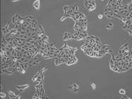 Improve the reproducibility of your cell culture experiments