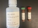 Excellent Annexin V-FITC Apoptosis Staining / Detection Kit