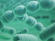 Large insights into microorganisms with nanopore sequencing