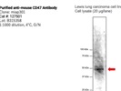 Specific CD47 Antibody for Western Blot
