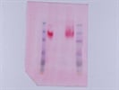 Sufficient for Peptide Needs