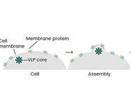 How to Enhance Membrane Protein Research