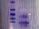 Really Great Full Length Amyloid-Beta Peptide for Functional Assays