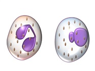 Advances in Immunometabolism: From Bulk Samples to Single Cells