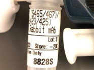 Good Phospho-Smad2 Antibody for Western Blot