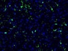 Iba1+ Cells in Murine Brainstem
