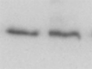 Great PDPK1(Tyr373 + Tyr376) Antibody for Western Blotting