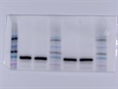 Great IRP1 Antibody for Western Blotting