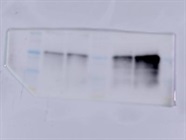 Great FTH Antibody for Western Blotting