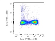 Antibody Stains MHC II Very Well