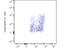 Antibody Stains Ki67 Very Well