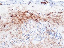 Great Anti-CNPase Antibody from Abcam