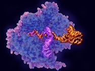 Infographic: Getting CRISPR to Where It Needs to Be