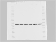 Useful GAPDH Antibody for Loading Control