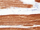 Good Irisin Antibody for Immunohistochemistry