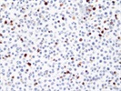Legendary Cleaved Caspase 3 Antibody from Abcam