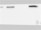 Decent BOK Antibody for Western Blot