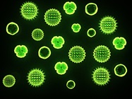 Flow Cytometry Improvements Drive Research Advances