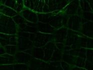 Excellent TUBB3 Antibody for Immunofluorescence