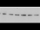 Great OGDH Antibody for Western Blotting