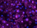 Efficient ZO-1 Antibody for Immunofluorescence
