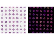 Custom Multiplex Imaging & Histology CRO Services