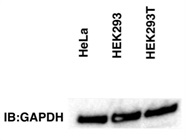 GAPDH Antibody Worked Well for Western Blot