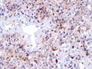 Working Lysozyme C Antibody