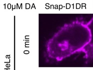 Conjugated SNAP-Antibody Suitable for Live Cell Imaging