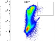 Great I-A/I-E Antibody with Strong Staining