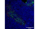 Good Aire antibody for IF From Thermo Fisher Scientific
