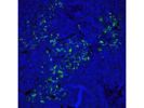 Good Secondary Antibody AF488 From Thermo Fisher