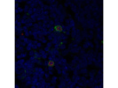 Secondary Antibody AF488 From Thermo Fisher With Great Signal