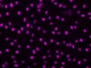 Flexible Secondary Antibody for Immunofluorescence