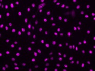 Flexible Secondary Antibody for Immunofluorescence