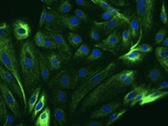 Adaptable AF-488 Secondary Antibody for Immunofluorescence