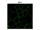 Decent ZO-1 Antibody Staining