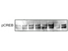 Antibody for Phosphorylated CREB From Cell Signaling Technology