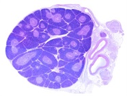 A Guide to Naïve T Cell Markers