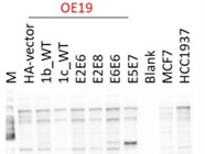 Anti-HA Tag Antibody from Abcam