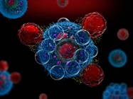 Deep Characterization of Allogeneic PBMC Donor Starting Materials  to Assure Better Quality Cell Immunotherapies