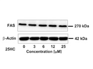 FAS Antibody Works for Western Blot