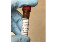 Nice Anti-CD8a Antibody