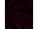 Phalloidin Kit Works Great