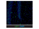 Great Antibody for Immunofluorescence From Cell Signaling Technology