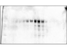 Reliable TGN38 Antibody From Bio-Rad