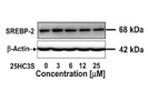 Good SREBP-2 Antibody for Western Blot