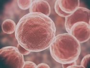 Quantitative Multiplex Analysis of Soluble and Cellular Immune Checkpoint Proteins in Response to IFNγ Across Multiple Murine Tumor Models