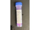 Great Goat Anti-Rabbit Secondary Antibody From Invitrogen