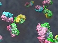 Engineering Antibody Immune Agonists